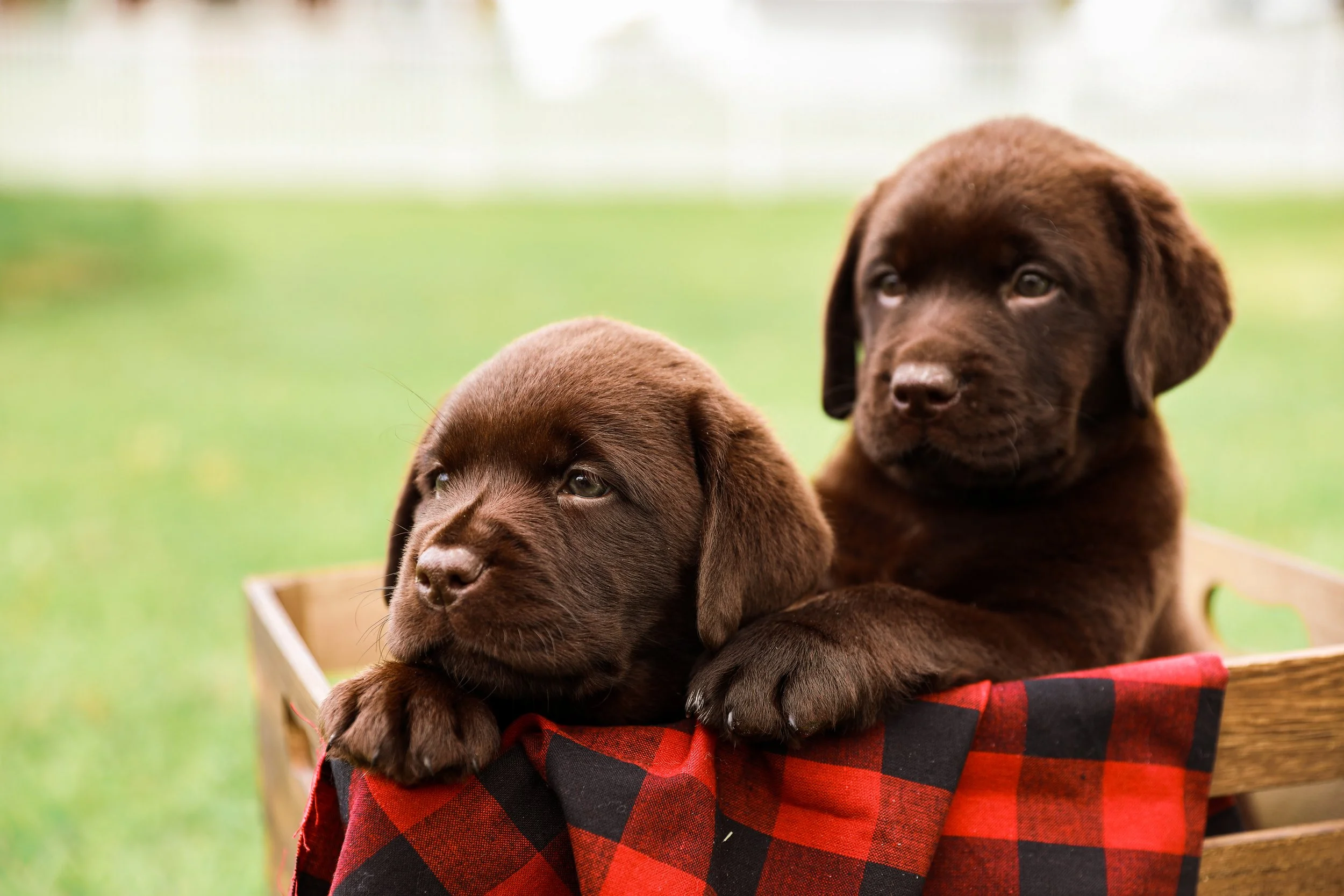 wet vs dry food for senior dogs