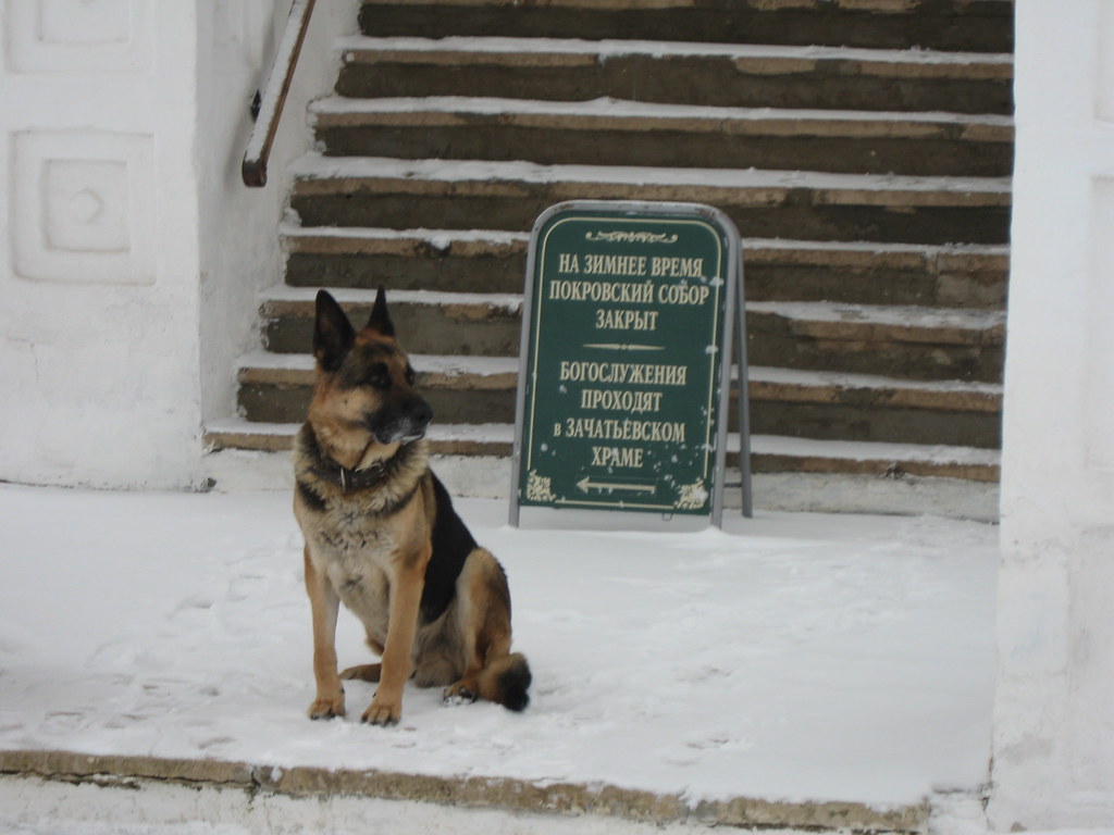 help a senior dog use stairs safely