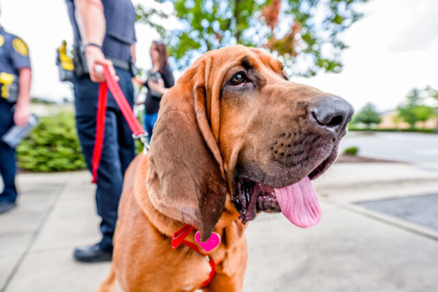 overweight senior dog lose weight safely