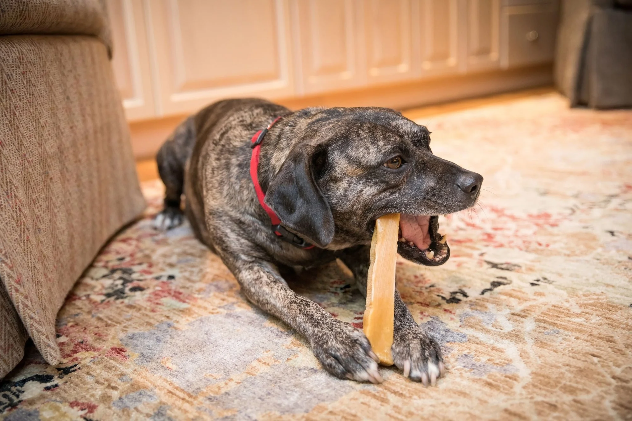 healthy treats for senior dogs with diabetes
