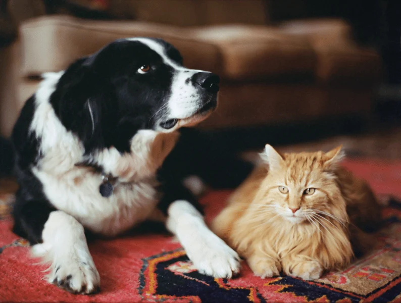 Pet Insurance for Senior Dogs: Price Comparison
