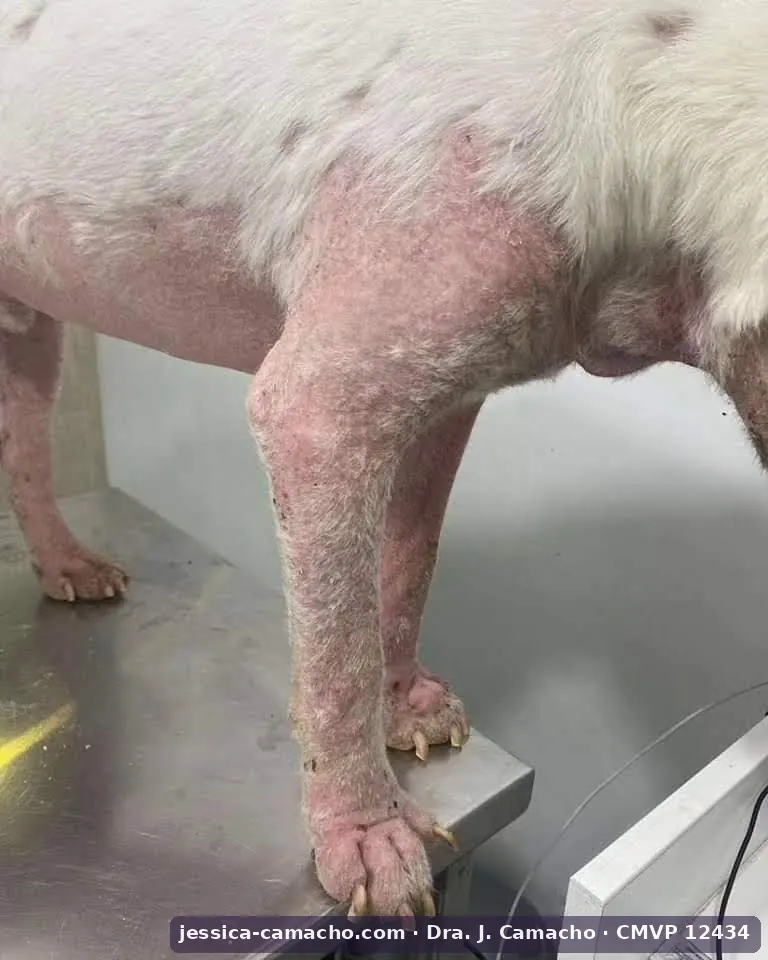 hypothyroidism in senior dogs
