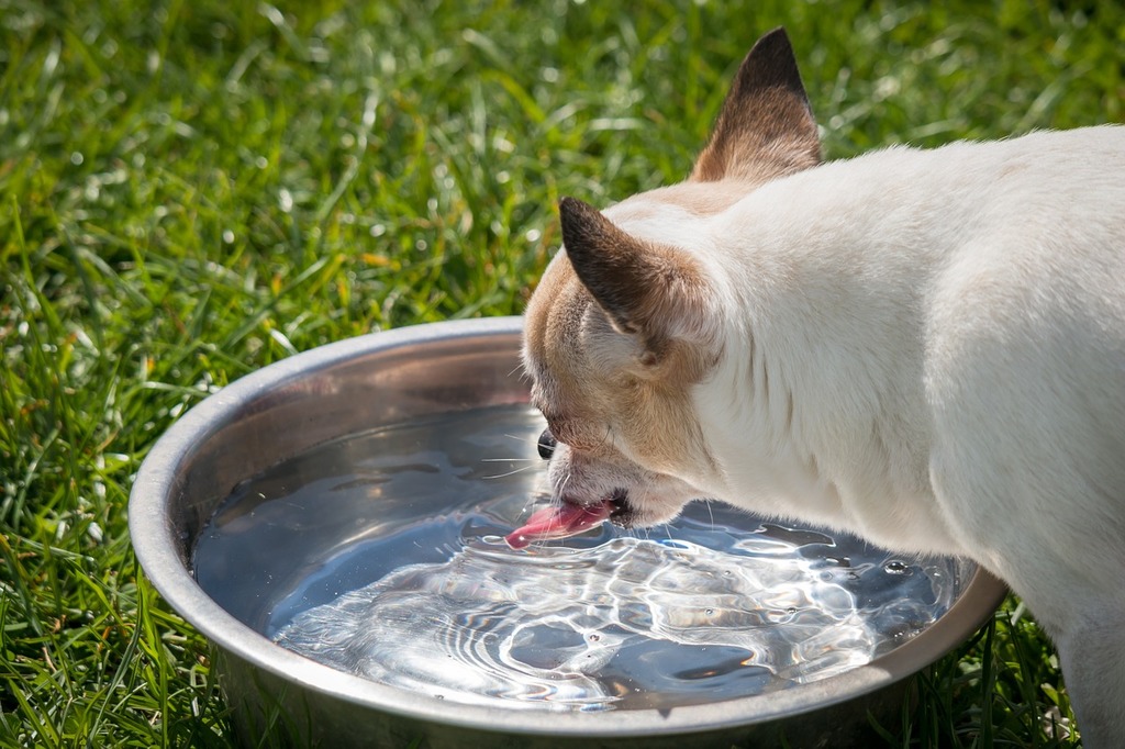 how much water should a senior dog drink
