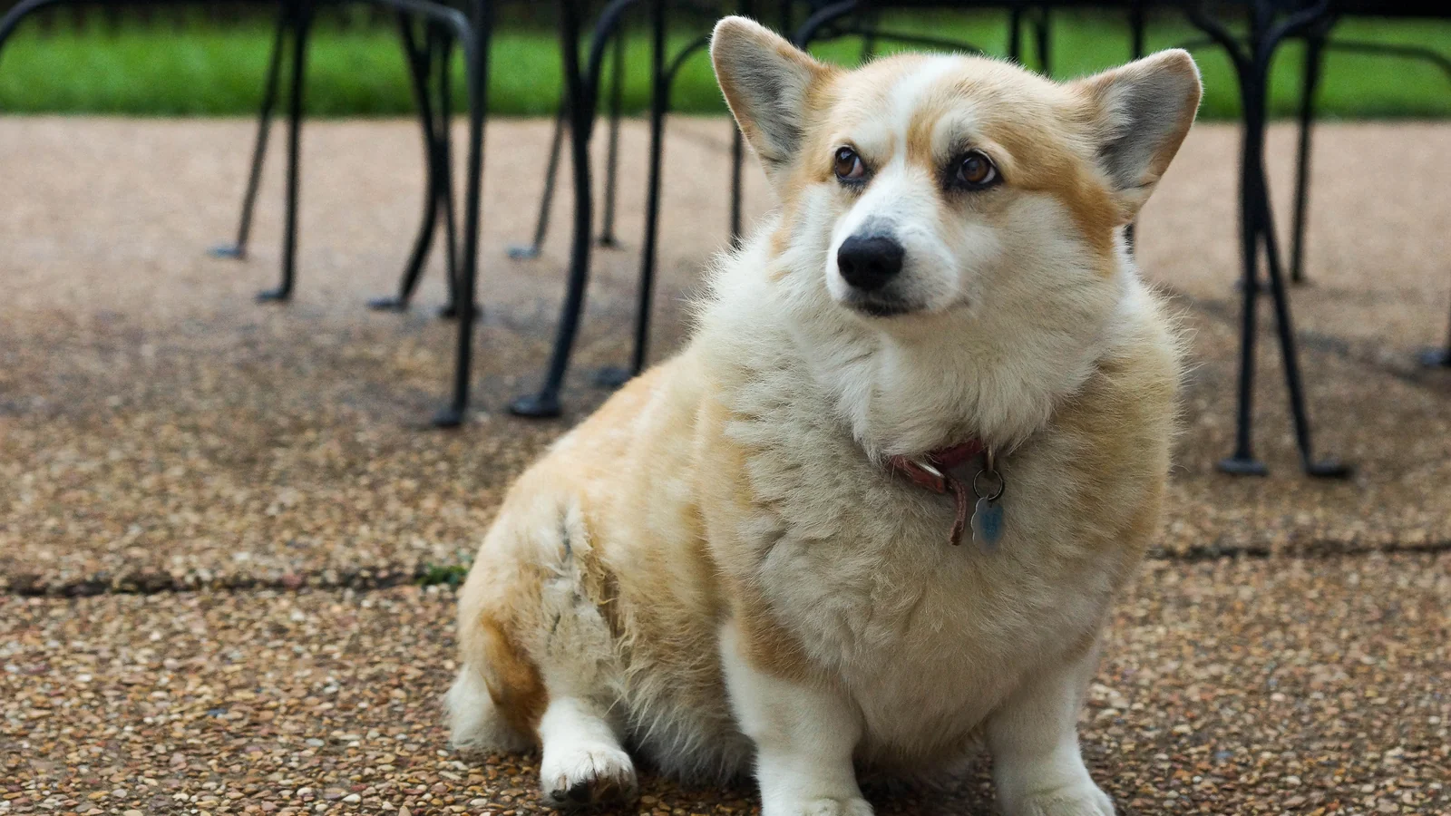 Daily Hygiene Routine for a Senior Dog With Incontinence