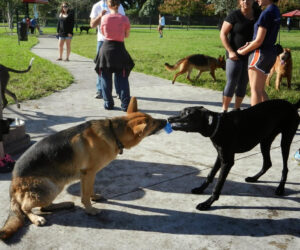 senior dog has become aggressive