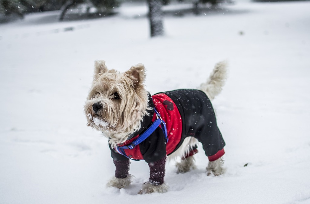 Winter Coats for Senior Dogs