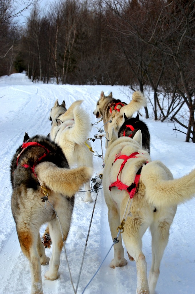 fitting winter coat senior dog