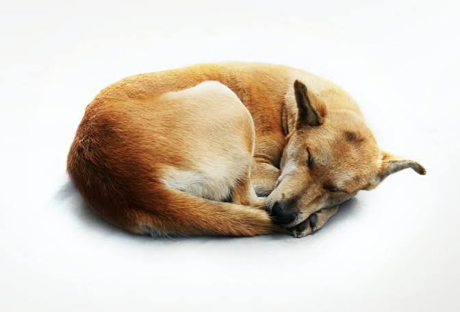 Senior brown dog curled up sleeping on a white background