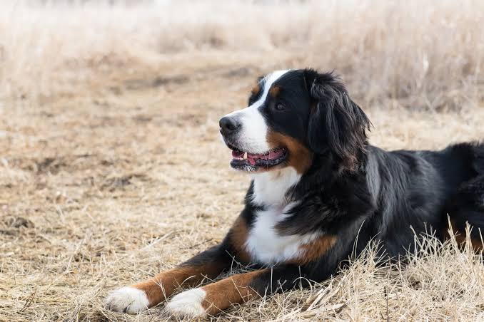Senior Bernese Mountain Dog lying down on the grass