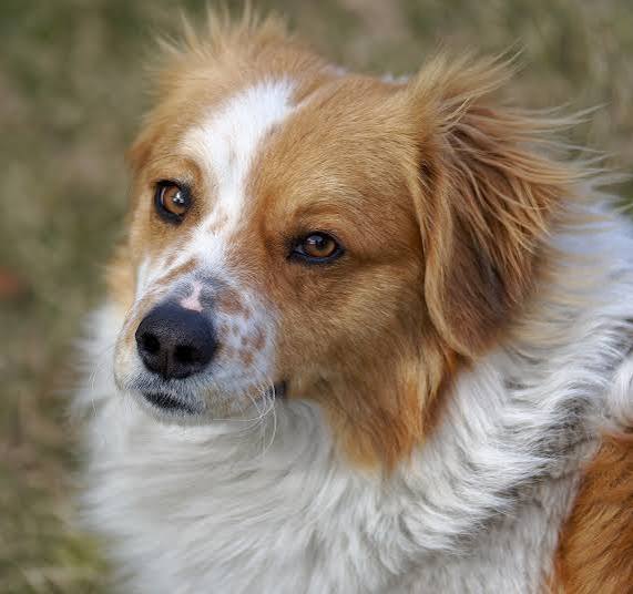 Senior fluffy dog looking sideways outside