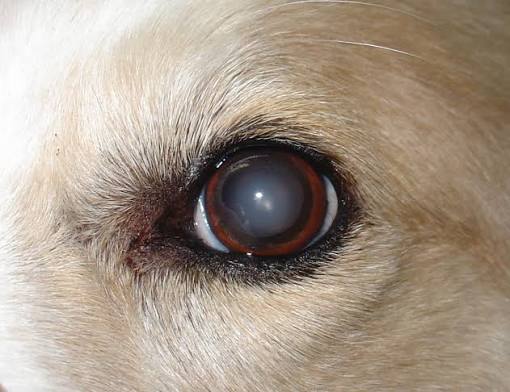 cataracts in senior dogs
