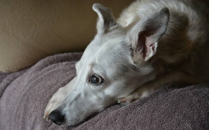 canine cognitive dysfunction in senior dogs