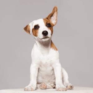senior dog shaking when walking