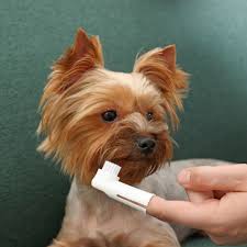 Dental Disease in Older Dogs and How to Prevent It
