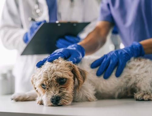 tumors in senior dogs