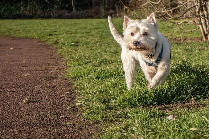 sudden weight loss in senior dogs