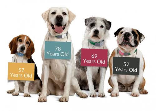 annual blood work for senior dogs