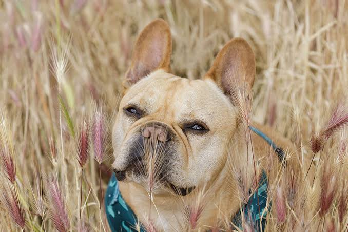 senior dog wellness exams