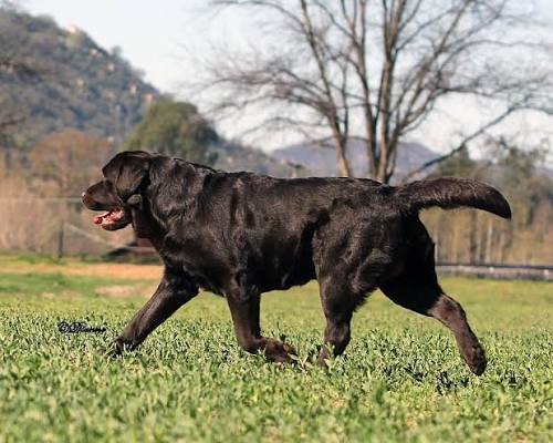 foods to avoid for dogs with kidney problems