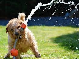 prevent heatstroke in senior dogs