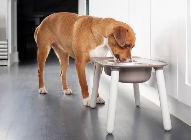 elevated dog bowls for senior dogs