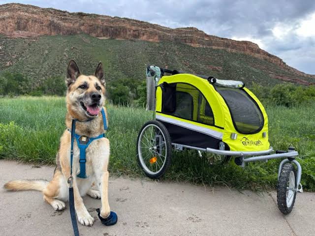 best dog strollers for senior dogs