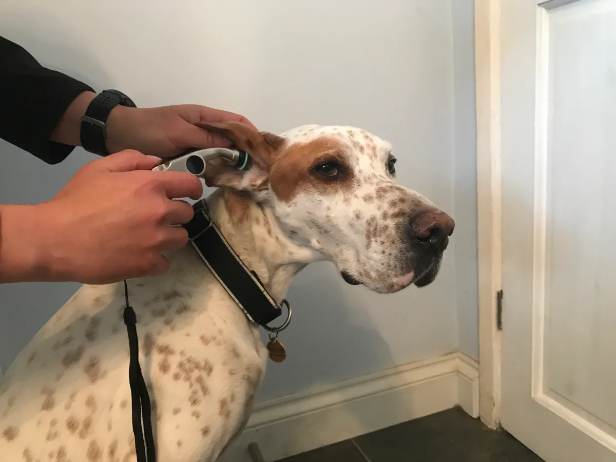 best dog thermometers for home use