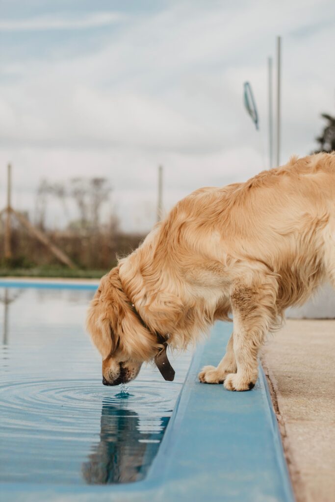 kidney disease in senior dogs: dog drinking from a water bowl