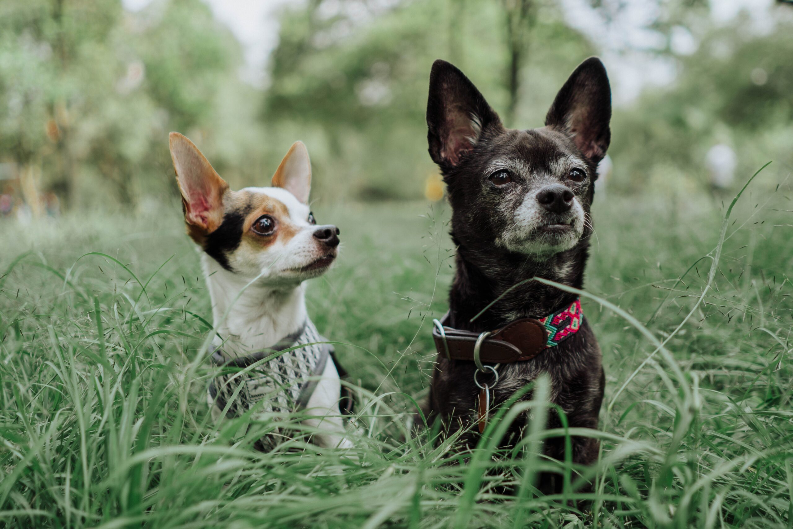 Two dogs meeting on leash in a quiet park
