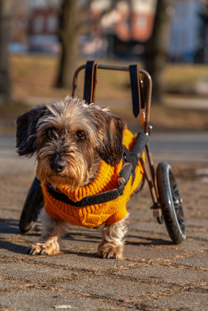 Senior dog walking outdoors with a rear-support wheelchair
