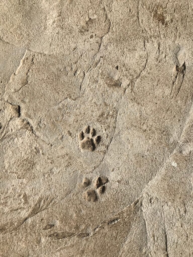 Clay paw print keepsake on a table