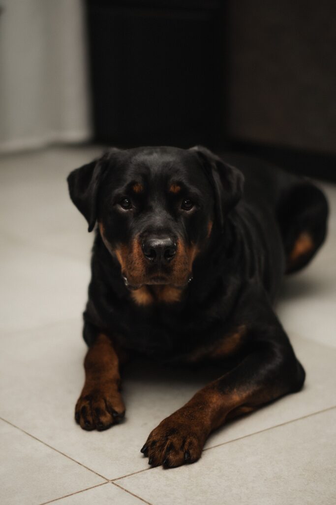 dog senior age by breed: Rottweiler as an example of a large breed