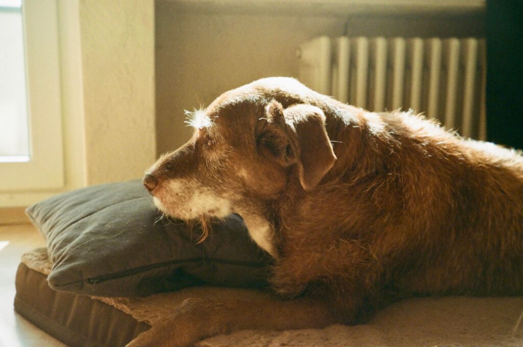 Owner gently petting an older dog resting on a blanket at home
