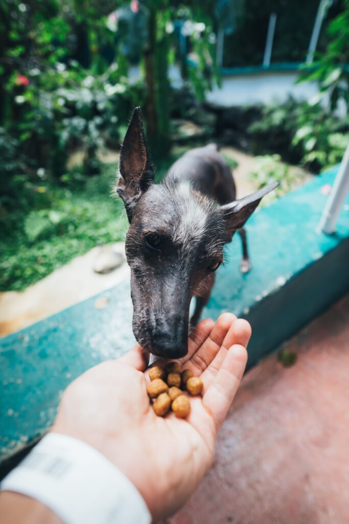owner giving food to sennior dog
