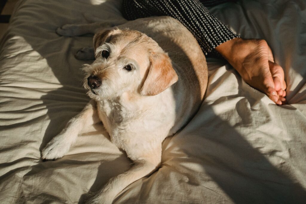 how long can a dog live with chronic kidney disease: senior dog resting comfortably with owner