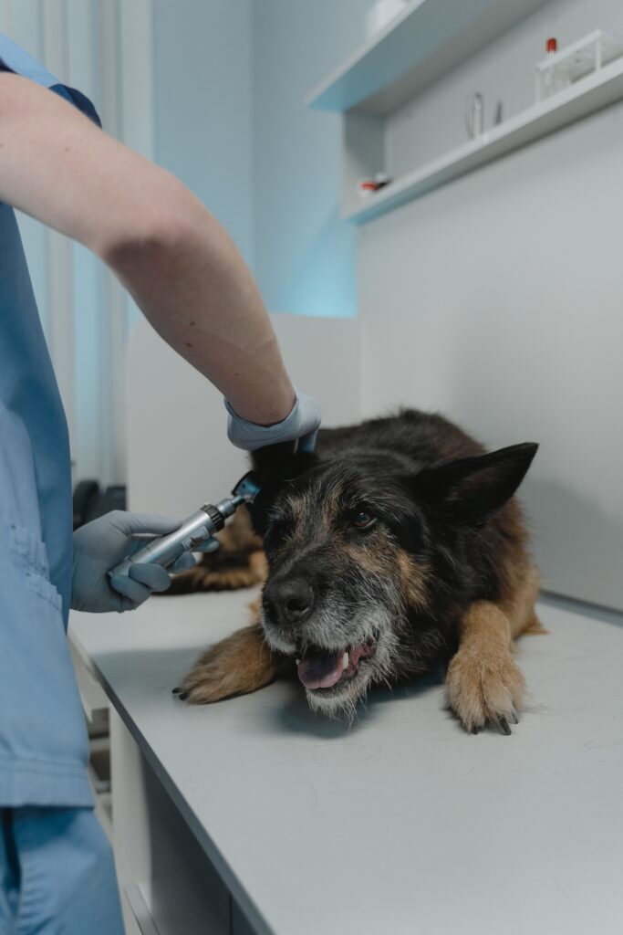 Veterinarian examining a senior dog's skin for lumps