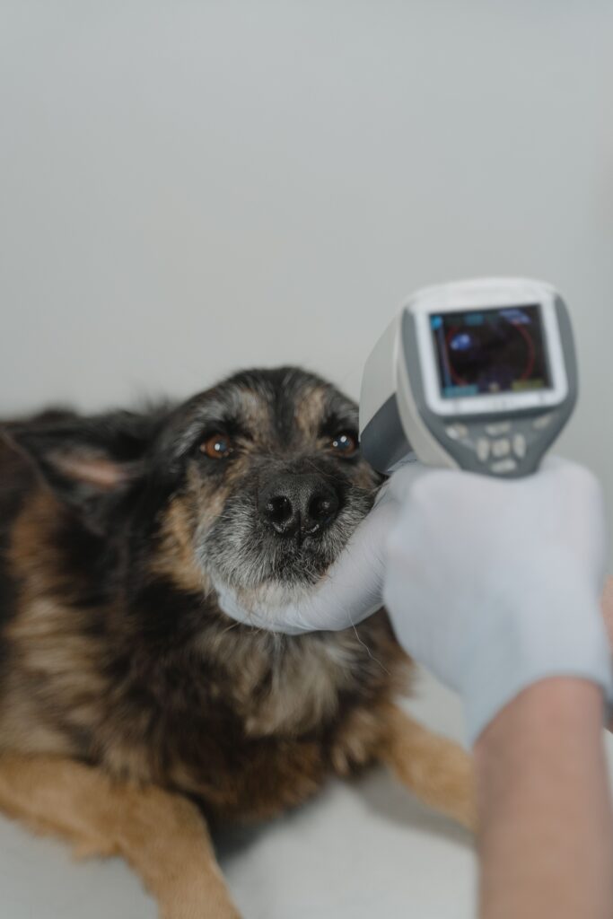 Digital thermometer used to check a dog's temperature at home