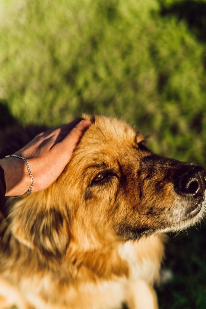 Owner gently stroking an older dog resting at home