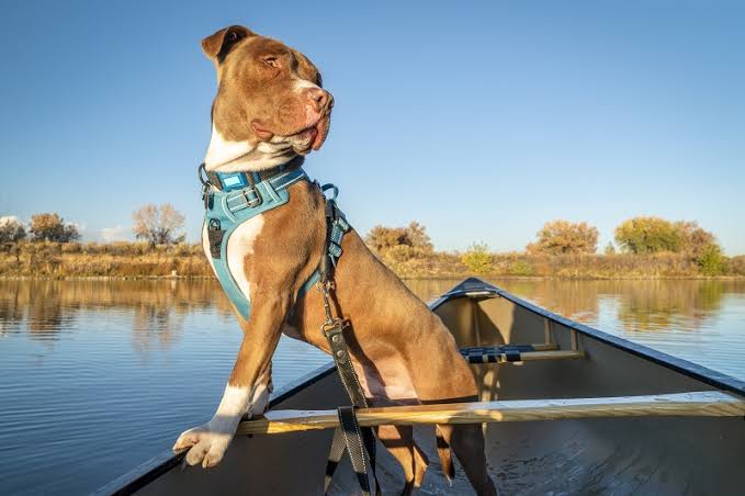 mobility harnesses for senior dogs: dog wearing a support harness