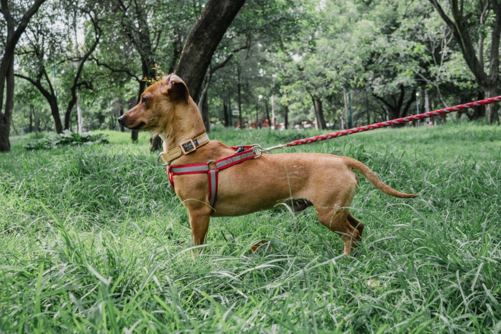 front-clip no-pull harness on a dog