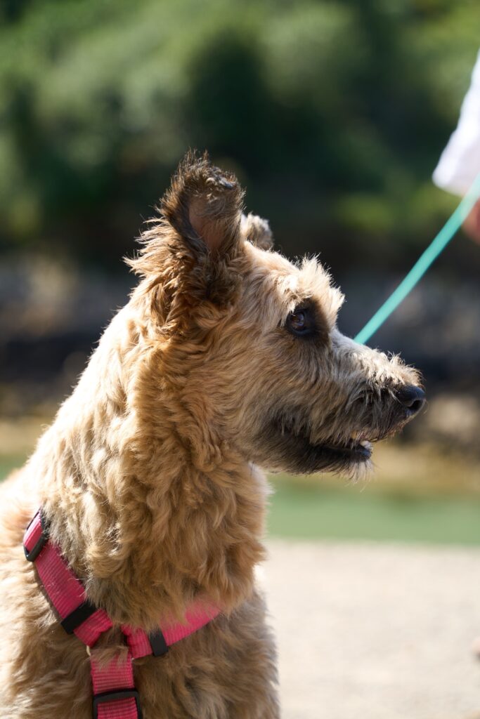 checking the fit of a dog harness